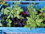 tomaten planten, Ophalen, Volle zon, Groenteplanten, Eenjarig