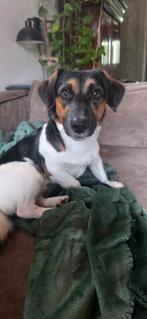Jack russel 3 kleur, Dieren en Toebehoren, Honden | Jack Russells en Terriërs, Reu, Eén hond, Nederland, Particulier