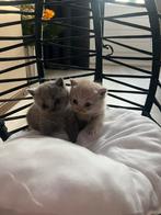 Britse korthaar kittens raszuiver!, Dieren en Toebehoren, Katten en Kittens | Raskatten | Korthaar, Meerdere dieren, Ontwormd