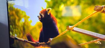 Philips 43″ UHD 4K Smart TV beschikbaar voor biedingen