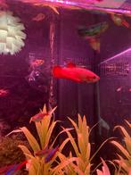 3 vrouwtjes betta’s, Dieren en Toebehoren, Vissen | Aquariumvissen, Vis