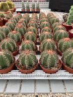 Cactus Melocactus Mantazanus in de 10,5 cm pot, Huis en Inrichting, Kamerplanten, Ophalen of Verzenden, Minder dan 100 cm, Bloeiende kamerplant
