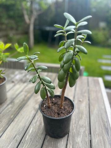 Plant beschikbaar voor biedingen