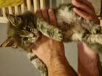Maincoon kittens xxl, Dieren en Toebehoren, Katten en Kittens | Raskatten | Korthaar, Meerdere dieren