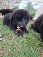 Duitse Herder – Langharige Pups Te Koop, Dieren en Toebehoren, Honden | Herdershonden en Veedrijvers, 8 tot 15 weken, Meerdere