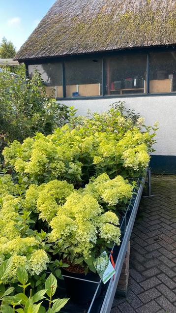 Mooie grote hortensia ‘s in knop/bloei €15 per stuk beschikbaar voor biedingen