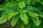 **GOEDKOOP** Robinia pseudoacacia, acasia, akasia, Ophalen of Verzenden, Overige soorten, Struik, 100 tot 250 cm