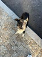 Mimosa teefje pup klein, Particulier, Rabiës (hondsdolheid), 15 weken tot 1 jaar, Buitenland