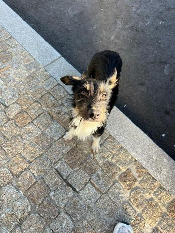 Mimosa teefje pup klein  beschikbaar voor biedingen