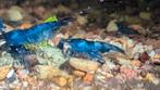 Blue Dream Garnalen (Neocaridina heteropoda), Dieren en Toebehoren, Vissen | Aquariumvissen, Kreeft, Krab of Garnaal