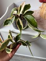Hoya krimson queen, Huis en Inrichting, Kamerplanten, Ophalen of Verzenden, Halfschaduw, Minder dan 100 cm