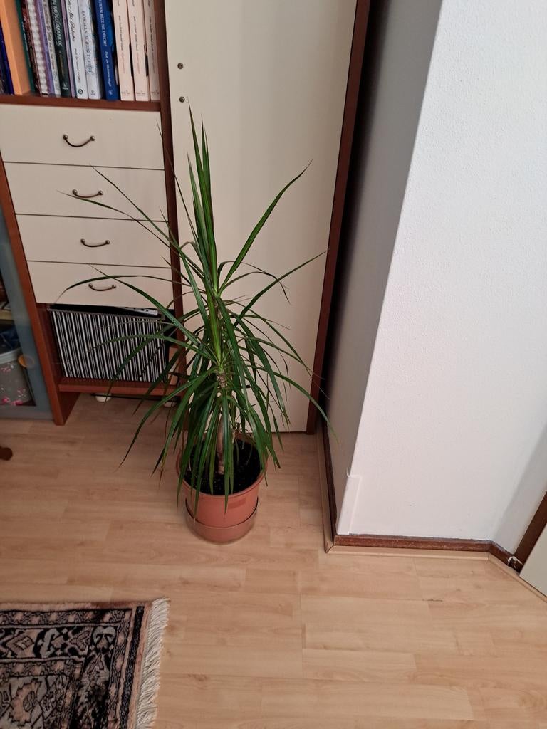 Dracaena kamerplant in pot, Ophalen, 100 tot 150 cm, Halfschaduw, In pot