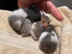 baby hamsters (mogen nestje verlaten), Dieren en Toebehoren, Hamster, Meerdere dieren, Tam, Oktober