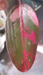 Philodendron princess of fire tricolor, Huis en Inrichting, Kamerplanten, Ophalen of Verzenden, Halfschaduw, Minder dan 100 cm