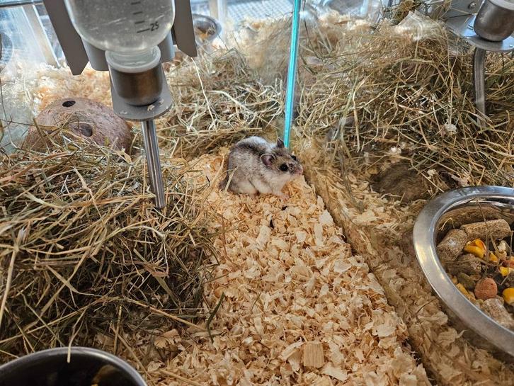 Cricetulus griseus Chinese Dwerg Hamster, Dieren en Toebehoren, Knaagdieren, Meerdere dieren, Hamster, December