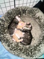 kittens te koop ( alle gereserveerd!! ), Dieren en Toebehoren, Kater