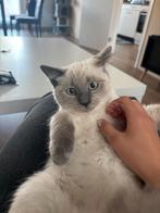 Ragdoll kitten met toebehoren, Kater, 0 tot 2 jaar