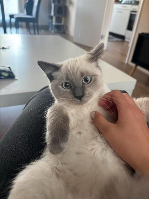 Ragdoll kitten met toebehoren, Dieren en Toebehoren, Katten en Kittens | Raskatten | Langhaar, Kater, 0 tot 2 jaar