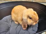 Hangoor dwerg konijn ram 10 weekjes jong, Dieren en Toebehoren, Konijnen, Mannelijk, Dwerg, Hangoor, 0 tot 2 jaar