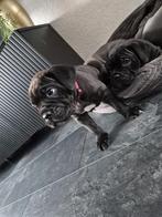 Cane Corso pup, Reu, 8 tot 15 weken, Bulldog, Eén hond