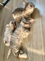 Britse korthaar kittens, Dieren en Toebehoren, Katten en Kittens | Dekkaters