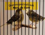 Koppel gloster kanaries, Meerdere dieren