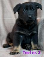 Prachtige Duitse Herder pups uit werklijnen met STAMBOOM., Rabiës (hondsdolheid), 8 tot 15 weken, Meerdere, Meerdere dieren