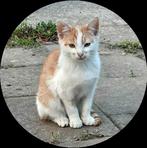 Kittens te koop, Dieren en Toebehoren, Katten en Kittens | Overige Katten, Kater, Kortharig, 0 tot 2 jaar