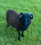 Ouessant ram 2025, Dieren en Toebehoren, Mannelijk, Schaap