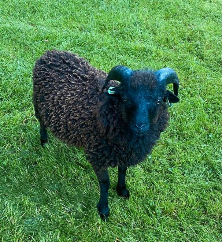 Ouessant ram 2025, Dieren en Toebehoren, Schapen, Geiten en Varkens, Schaap, Mannelijk