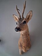 Opgezette reebok kop NIEUW, Ophalen of Verzenden, Nieuw, Wild dier, Gewei of Kop