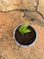 Philodendron stekje hangplant, Ophalen, Halfschaduw, Minder dan 100 cm