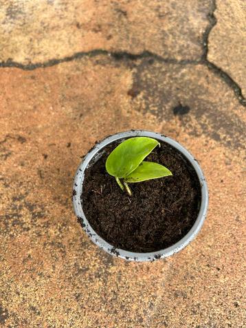 Philodendron stekje hangplant beschikbaar voor biedingen