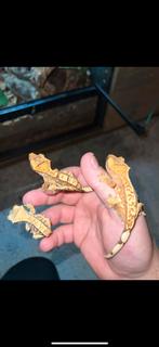 Wimper gekko 3 vrouwtjes, Hagedis, 0 tot 2 jaar