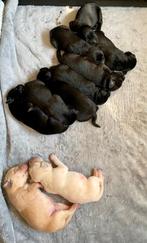 Labrador field trail pups (jachtlijn) met stamboom, Dieren en Toebehoren, Honden | Retrievers, Spaniëls en Waterhonden, 8 tot 15 weken