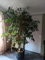 Ficus XL, kamerplant in pot, Bloeit niet, Overige soorten, 100 tot 250 cm, Ophalen