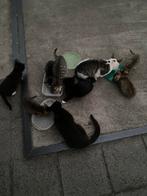 Lieve boerderij kittens te koop., Dieren en Toebehoren, Katten en Kittens | Overige Katten, Meerdere dieren, 0 tot 2 jaar