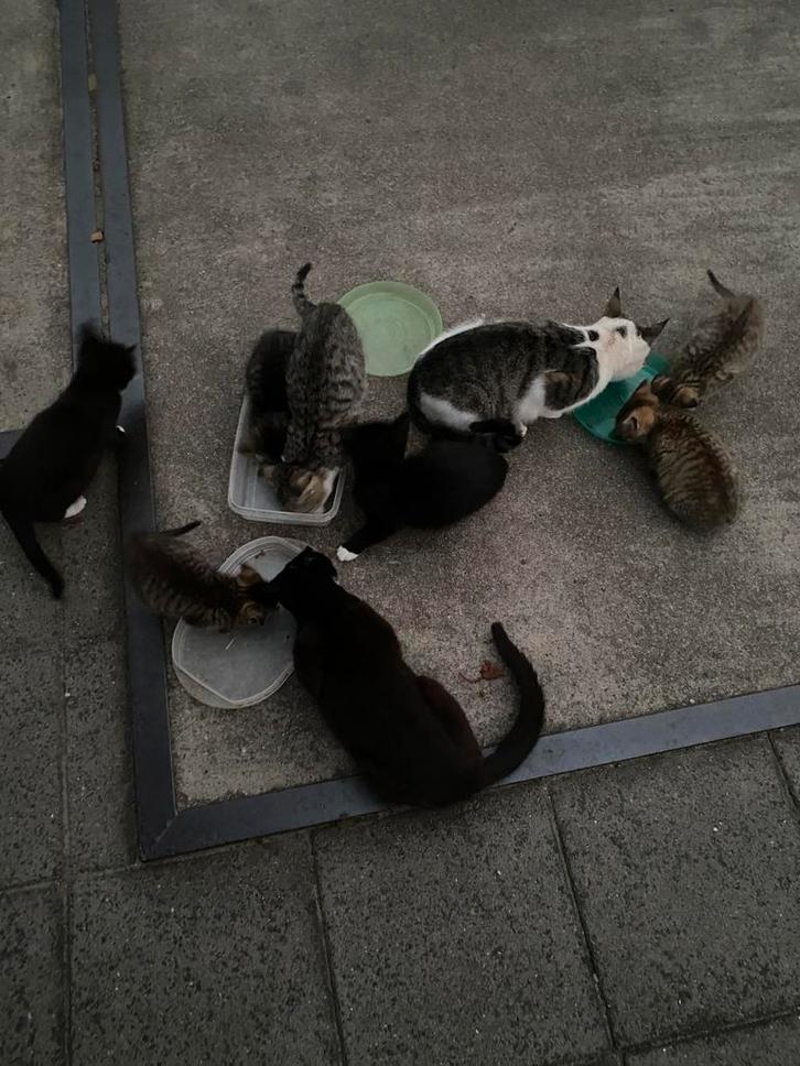 Lieve boerderij kittens te koop., Dieren en Toebehoren, Katten en Kittens | Overige Katten, Meerdere dieren, 0 tot 2 jaar