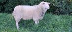Frysk molkskieppe raam Fries melkschaap ram, Dieren en Toebehoren, Schapen, Geiten en Varkens, Mannelijk, Schaap, 0 tot 2 jaar