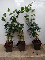 actie hedera hibernica klimop of als bodembedekker 30/50 cm, Ophalen of Verzenden, Laurier, 100 tot 250 cm