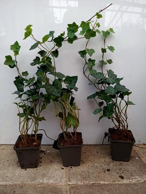 actie hedera hibernica klimop of als bodembedekker 30/50 cm, Tuin en Terras, Planten | Struiken en Hagen, Laurier, 100 tot 250 cm
