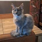 Laatste maine coon poesje!!!, Dieren en Toebehoren, Poes, Gechipt