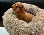 Dwerg teckel pup puppy, Dieren en Toebehoren, Honden | Teckels en Dashonden, 8 tot 15 weken, Korthaar, Teef, Dwerg