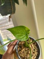 Alocasia Calculatta Variegated, Huis en Inrichting, Kamerplanten, Ophalen of Verzenden, Overige soorten, Minder dan 100 cm