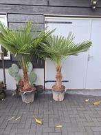 Trachycarpus fortunei winterharde palmboom, Tuin en Terras, Planten | Bomen, Volle zon, Ophalen of Verzenden, Palmboom