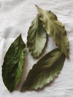 Gedroogde Bio Laurierbladeren, Ophalen of Verzenden