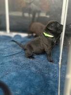 American bully XL pup, Dieren en Toebehoren, Honden | Bulldogs, Pinschers en Molossers, Parvo, 8 tot 15 weken, Eén hond, Nederland