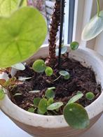 Pannekoekplant stekjes, Huis en Inrichting, Kamerplanten, Ophalen, Overige soorten, Minder dan 100 cm