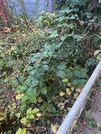 Gratis bramen struiken, Tuin en Terras, Ophalen, Overige soorten, Struik, 100 tot 250 cm