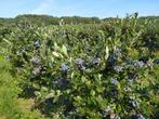Blauwe Bessen planten 'Aurora' 80-120 cm van de kweker, Tuin en Terras, Planten | Fruitbomen, Ophalen, Zomer